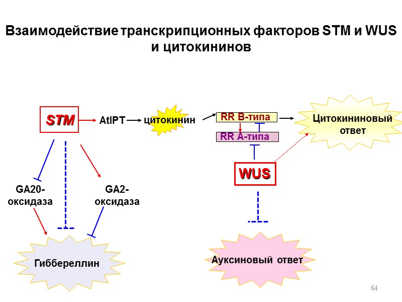 WUS  STM AtIPT Цитокининовый  ответ цитокинин Взаимодействие транскрипционных факторов STM и WUS